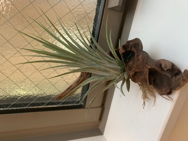 �`�����W�A,�e�B�����W�A,�G�A�[�v�����c,Tillandsia,�`�����h�V�A