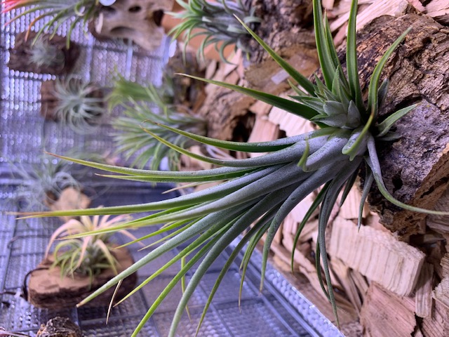 �`�����W�A,�e�B�����W�A,�G�A�[�v�����c,Tillandsia,�`�����h�V�A