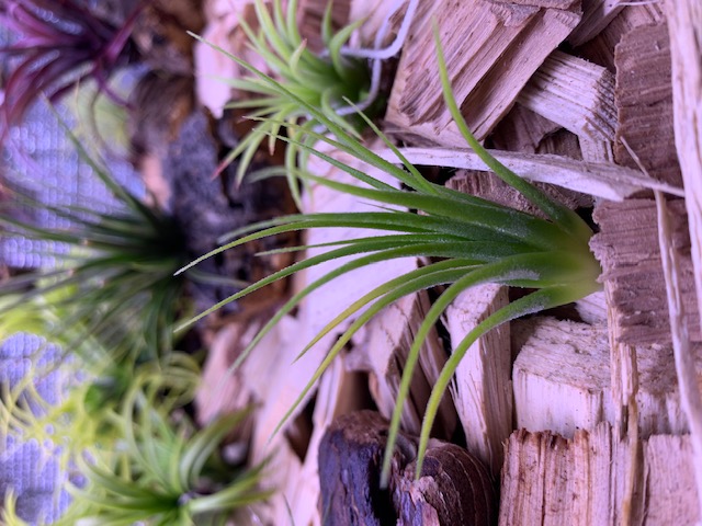 �`�����W�A,�e�B�����W�A,�G�A�[�v�����c,Tillandsia,�`�����h�V�A