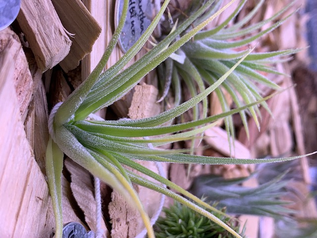 �`�����W�A,�e�B�����W�A,�G�A�[�v�����c,Tillandsia,�`�����h�V�A
