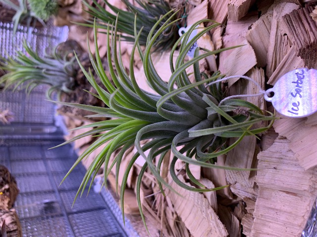�`�����W�A,�e�B�����W�A,�G�A�[�v�����c,Tillandsia,�`�����h�V�A