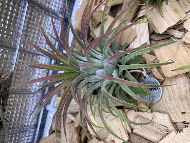 �`�����W�A,�e�B�����W�A,�G�A�[�v�����c,Tillandsia,�`�����h�V�A