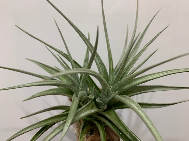 �`�����W�A,�e�B�����W�A,�G�A�[�v�����c,Tillandsia,�`�����h�V�A