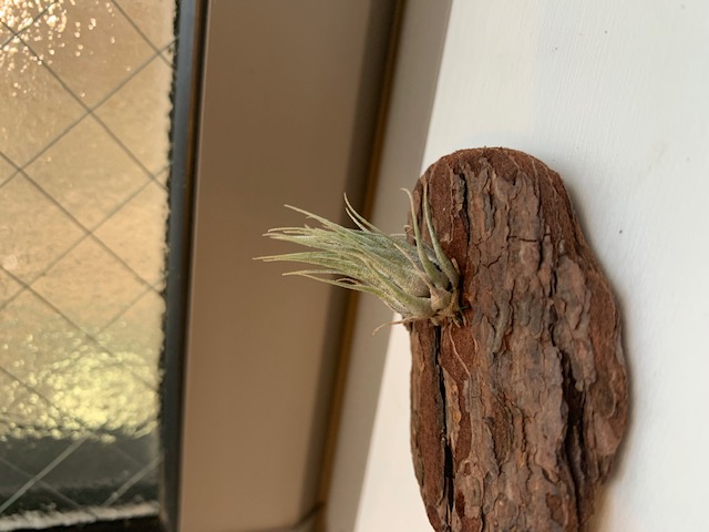 �`�����W�A,�e�B�����W�A,�G�A�[�v�����c,Tillandsia,�`�����h�V�A