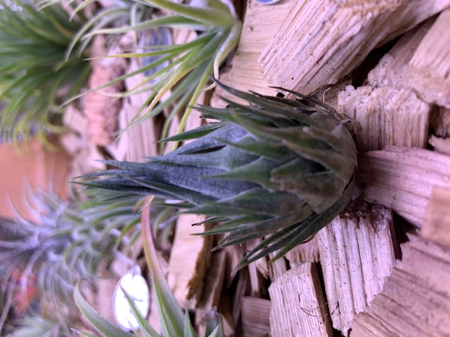 �`�����W�A,�e�B�����W�A,�G�A�[�v�����c,Tillandsia,�`�����h�V�A