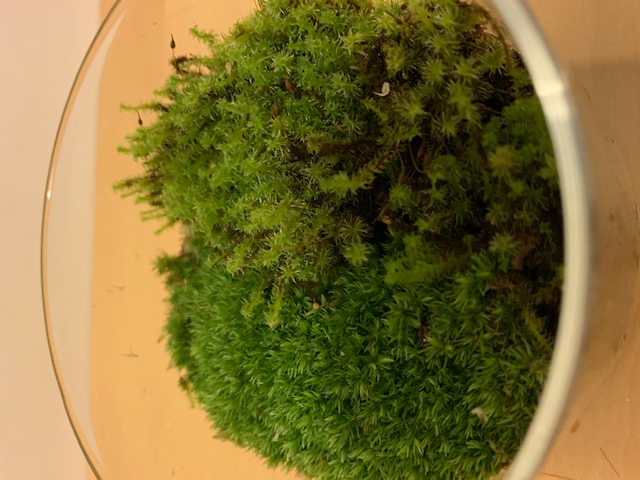 �`�����W�A,�e�B�����W�A,�G�A�[�v�����c,Tillandsia,�`�����h�V�A