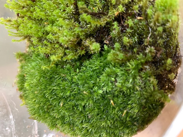 �`�����W�A,�e�B�����W�A,�G�A�[�v�����c,Tillandsia,�`�����h�V�A