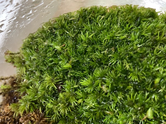 �`�����W�A,�e�B�����W�A,�G�A�[�v�����c,Tillandsia,�`�����h�V�A