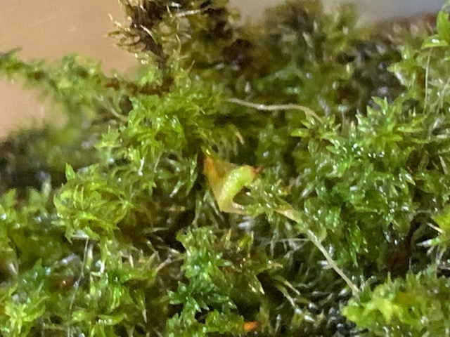 �`�����W�A,�e�B�����W�A,�G�A�[�v�����c,Tillandsia,�`�����h�V�A