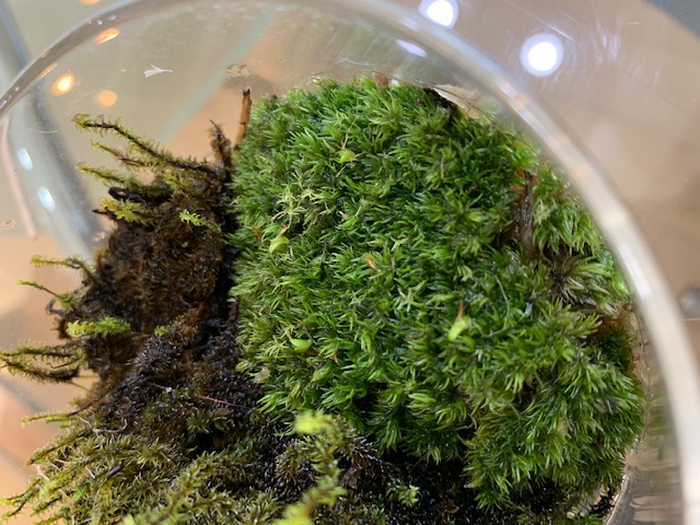 �`�����W�A,�e�B�����W�A,�G�A�[�v�����c,Tillandsia,�`�����h�V�A