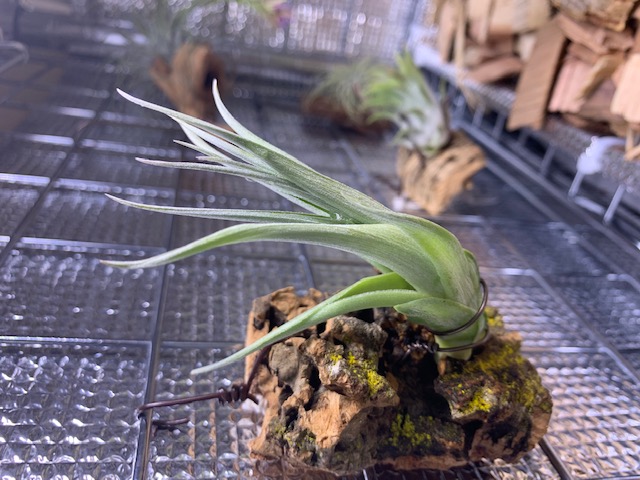 �`�����W�A,�e�B�����W�A,�G�A�[�v�����c,Tillandsia,�`�����h�V�A
