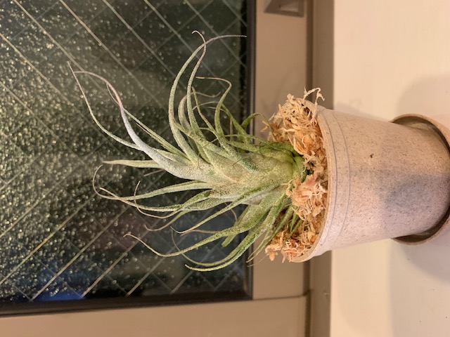�`�����W�A,�e�B�����W�A,�G�A�[�v�����c,Tillandsia,�`�����h�V�A