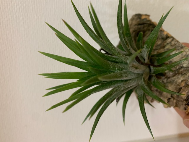 �`�����W�A,�e�B�����W�A,�G�A�[�v�����c,Tillandsia,�`�����h�V�A