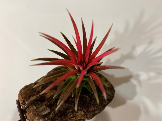 �`�����W�A,�e�B�����W�A,�G�A�[�v�����c,Tillandsia,�`�����h�V�A