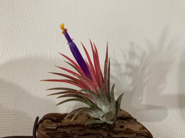 �`�����W�A,�e�B�����W�A,�G�A�[�v�����c,Tillandsia,�`�����h�V�A