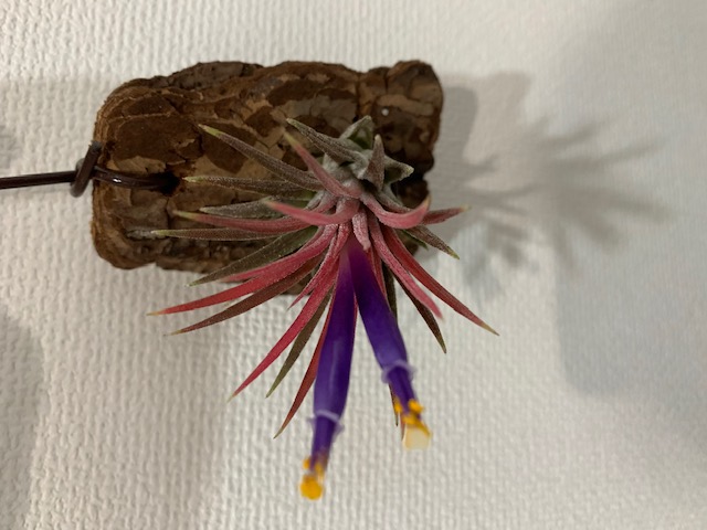 �`�����W�A,�e�B�����W�A,�G�A�[�v�����c,Tillandsia,�`�����h�V�A