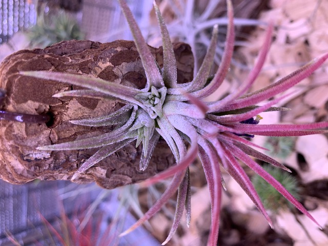 �`�����W�A,�e�B�����W�A,�G�A�[�v�����c,Tillandsia,�`�����h�V�A