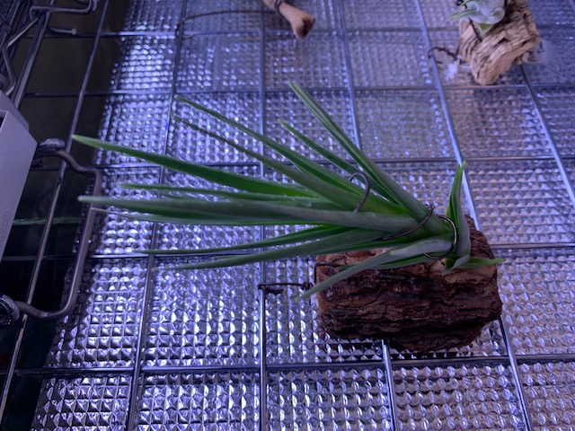 �`�����W�A,�e�B�����W�A,�G�A�[�v�����c,Tillandsia,�`�����h�V�A