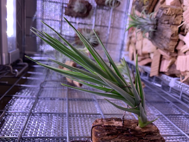 �`�����W�A,�e�B�����W�A,�G�A�[�v�����c,Tillandsia,�`�����h�V�A