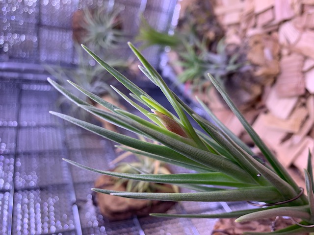 �`�����W�A,�e�B�����W�A,�G�A�[�v�����c,Tillandsia,�`�����h�V�A
