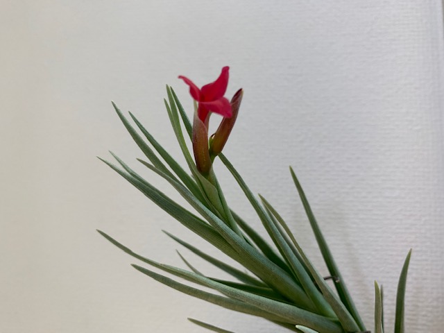 �`�����W�A,�e�B�����W�A,�G�A�[�v�����c,Tillandsia,�`�����h�V�A