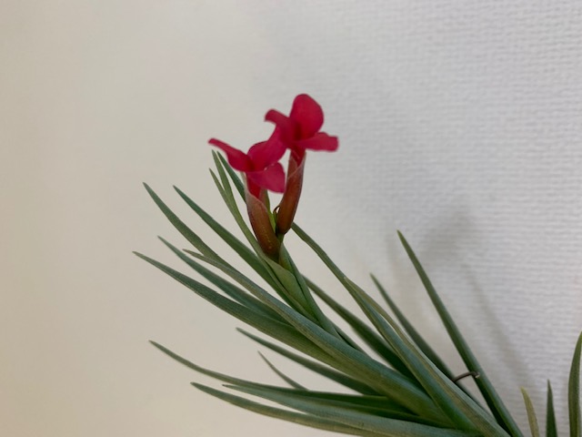 �`�����W�A,�e�B�����W�A,�G�A�[�v�����c,Tillandsia,�`�����h�V�A