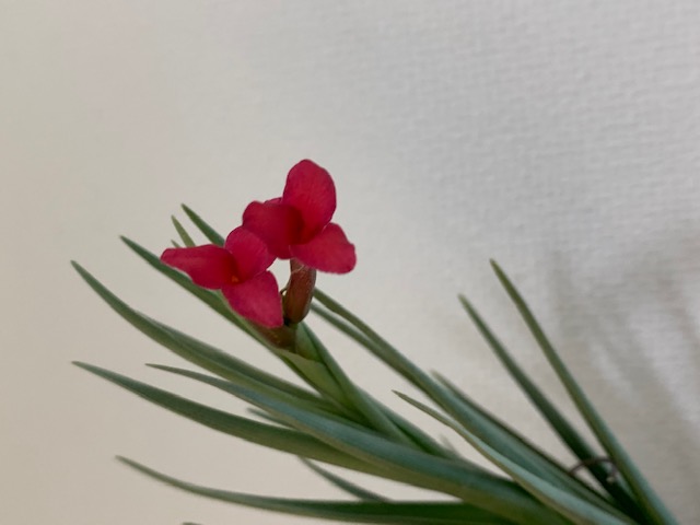 �`�����W�A,�e�B�����W�A,�G�A�[�v�����c,Tillandsia,�`�����h�V�A