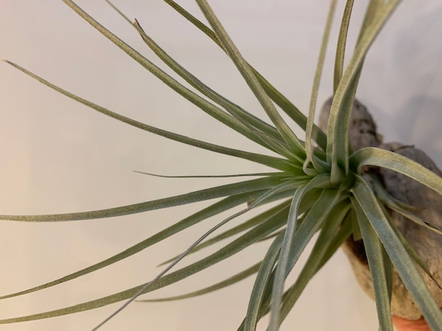 �`�����W�A,�e�B�����W�A,�G�A�[�v�����c,Tillandsia,�`�����h�V�A