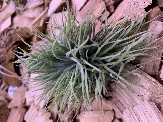 �`�����W�A,�e�B�����W�A,�G�A�[�v�����c,Tillandsia,�`�����h�V�A