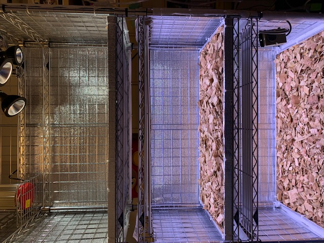 チランジア,ティランジア,エアープランツ,Tillandsia,チランドシア