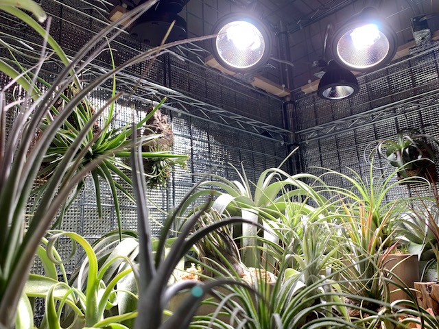 チランジア,ティランジア,エアープランツ,Tillandsia,チランドシア