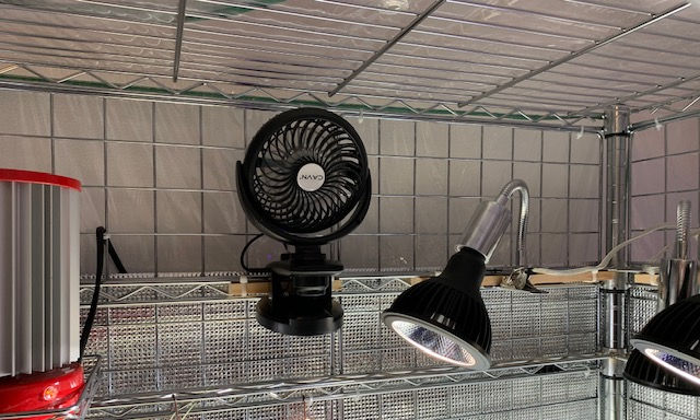 チランジア,ティランジア,エアープランツ,Tillandsia,チランドシア