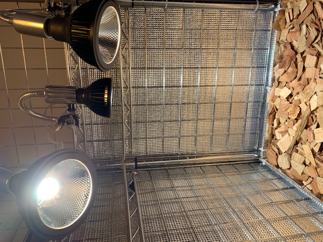 チランジア,ティランジア,エアープランツ,Tillandsia,チランドシア