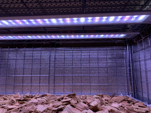 チランジア,ティランジア,エアープランツ,Tillandsia,チランドシア