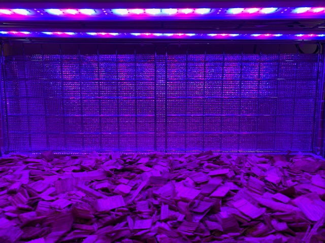 チランジア,ティランジア,エアープランツ,Tillandsia,チランドシア