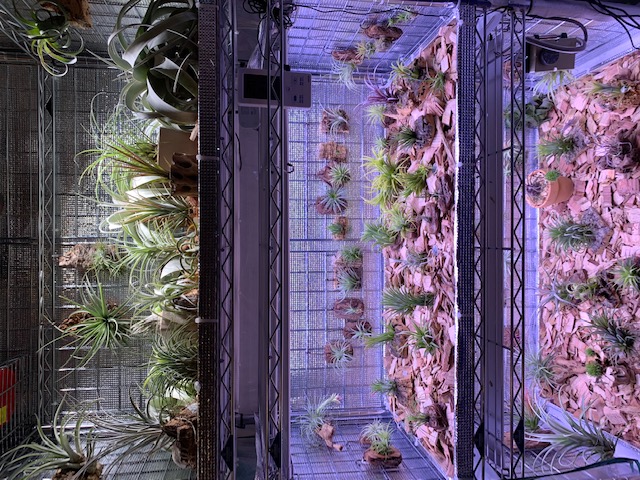 チランジア,ティランジア,エアープランツ,Tillandsia,チランドシア