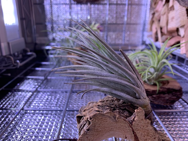 �`�����W�A,�e�B�����W�A,�G�A�[�v�����c,Tillandsia,�`�����h�V�A