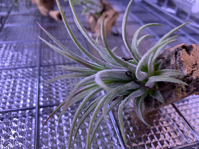 �`�����W�A,�e�B�����W�A,�G�A�[�v�����c,Tillandsia,�`�����h�V�A