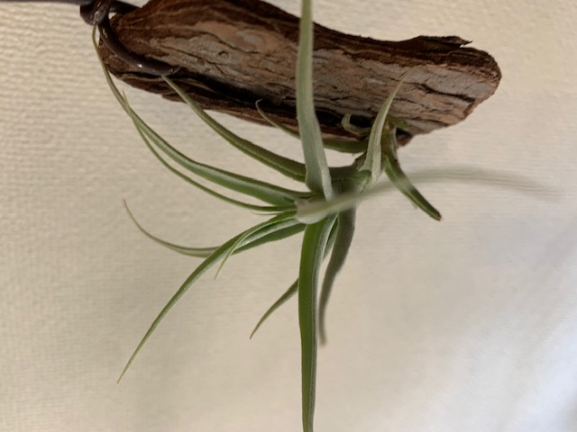 �`�����W�A,�e�B�����W�A,�G�A�[�v�����c,Tillandsia,�`�����h�V�A