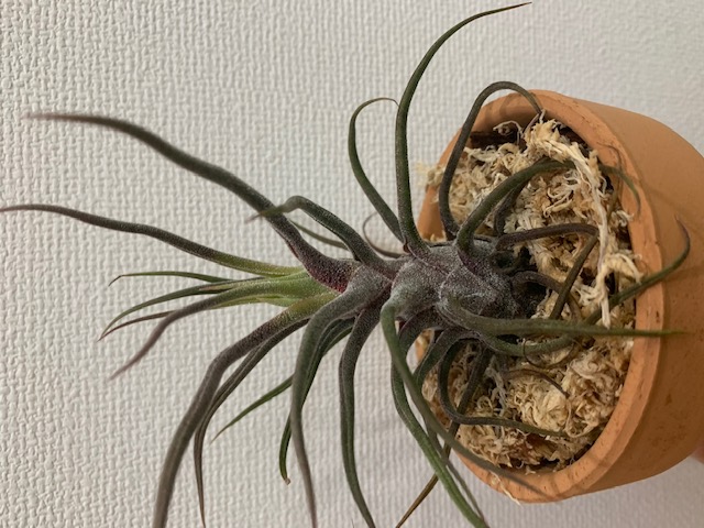 �`�����W�A,�e�B�����W�A,�G�A�[�v�����c,Tillandsia,�`�����h�V�A