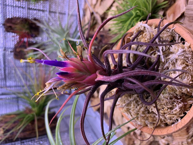 �`�����W�A,�e�B�����W�A,�G�A�[�v�����c,Tillandsia,�`�����h�V�A