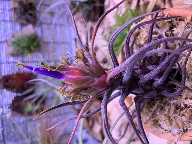 �`�����W�A,�e�B�����W�A,�G�A�[�v�����c,Tillandsia,�`�����h�V�A