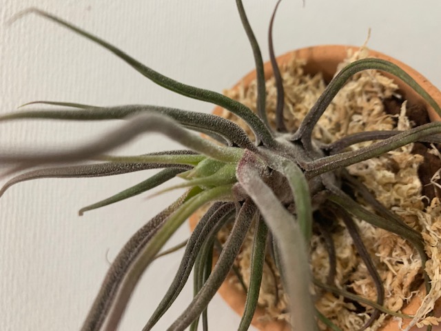 �`�����W�A,�e�B�����W�A,�G�A�[�v�����c,Tillandsia,�`�����h�V�A