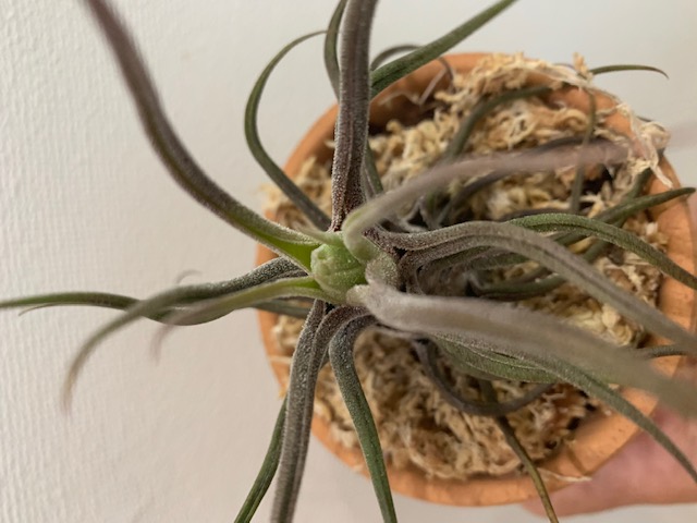 �`�����W�A,�e�B�����W�A,�G�A�[�v�����c,Tillandsia,�`�����h�V�A