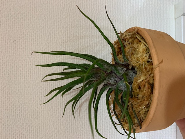 �`�����W�A,�e�B�����W�A,�G�A�[�v�����c,Tillandsia,�`�����h�V�A