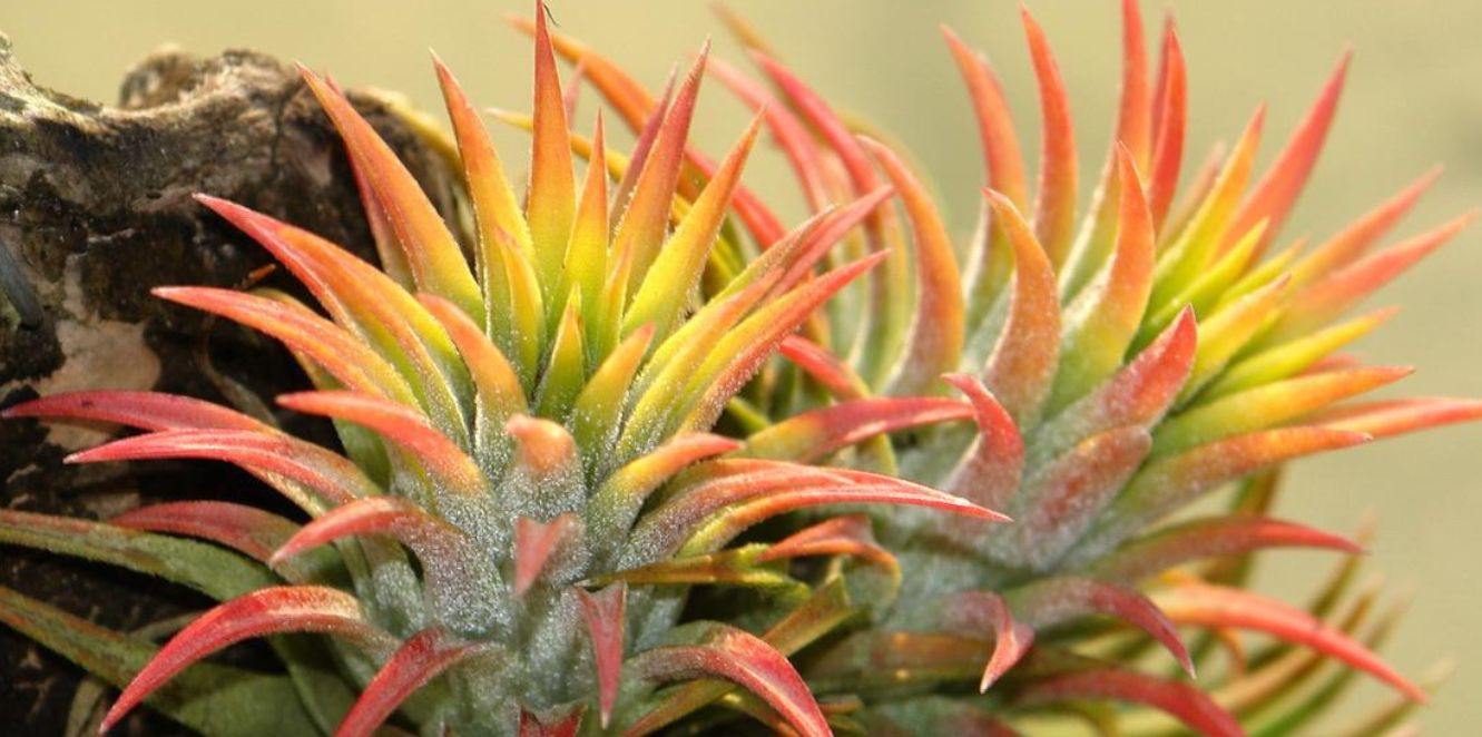 �`�����W�A,�e�B�����W�A,�G�A�[�v�����c,Tillandsia,�`�����h�V�A