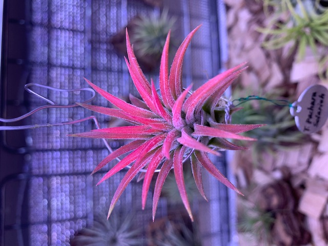 �`�����W�A,�e�B�����W�A,�G�A�[�v�����c,Tillandsia,�`�����h�V�A