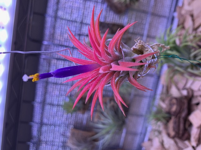 �`�����W�A,�e�B�����W�A,�G�A�[�v�����c,Tillandsia,�`�����h�V�A