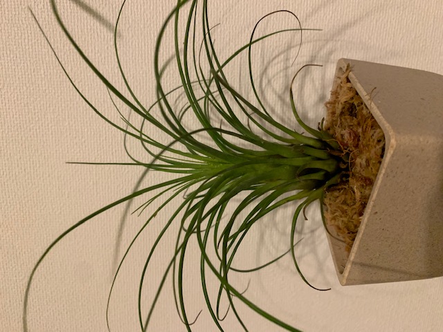 �`�����W�A,�e�B�����W�A,�G�A�[�v�����c,Tillandsia,�`�����h�V�A