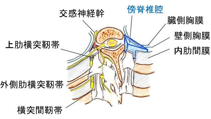 傍脊椎ブロック,retrolaminar block,paravertebral block,椎弓板